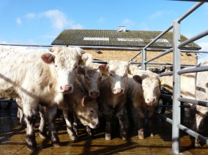 "Ready and waiting!"