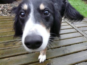 Gratuitous pic of Izzy the time share dog  just for fun!